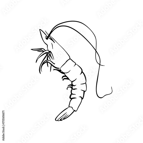 Prawn Line Illustration Transparent mediterranean summer seafood shellfish prawn svg hand drawn sketch food asset marine dinner restaurant vector vintage ocean doodle whimsical sea summer market