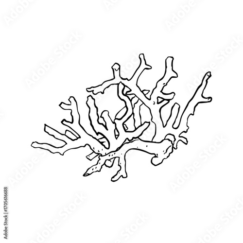 Coral Line Illustration Transparent mediterranean summer sea reef plant svg hand drawn sketch asset marine vector vintage ocean doodle whimsical sea summer plants underwater nature tropical seaside
