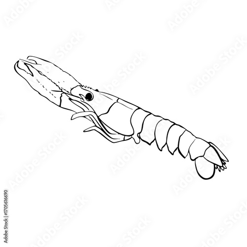 Langoustine Line Illustration Transparent mediterranean summer seafood shellfish svg hand drawn sketch food asset marine dinner restaurant vector vintage ocean doodle whimsical sea summer market prawn