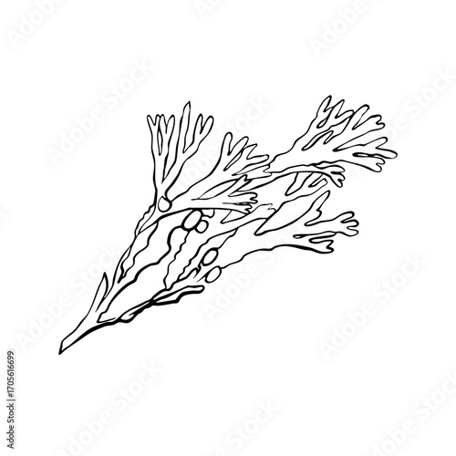 Seaweed Line Illustration Transparent mediterranean summer sea weed plant svg hand drawn sketch asset marine vector vintage ocean doodle whimsical sea summer plants underwater nature botanical seaside