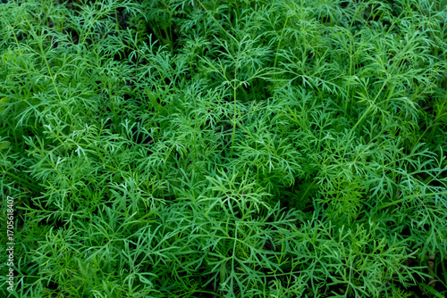 Young dill field, top view. Green dill plants for publication, design, poster, calendar, post, screensaver, wallpaper, postcard, banner, cover, website. High quality photo