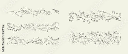 Botanical seamless horizontal border with detailed various foliage, intricate details and delicate forms. Elegant floral rustic design elements. Hand drawn vintage vector