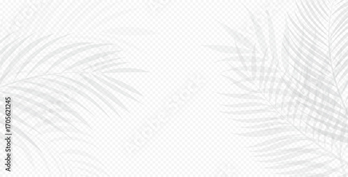 Elegant palm leaf shadows forming a soft frame on transparent background