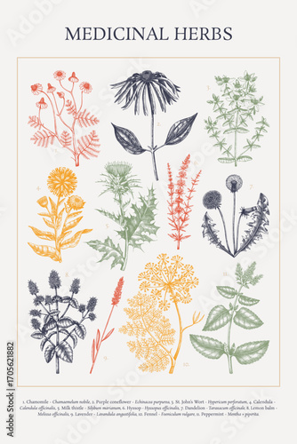 Medicinal herbs sketches collection. Medicinal plants hand drawn vector illustration. Herbal medicine encyclopedia poster design. NOT  AI generated