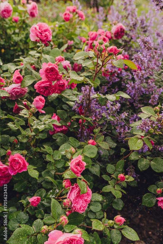 Fototapeta premium A close-up view of pink roses surrounded by lush greenery, showcasing the intricate details of the petals and leaves