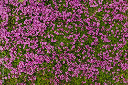 A vibrant aerial view of blooming pink flowers covering a lush green landscape, showcasing natures beauty in full bloom