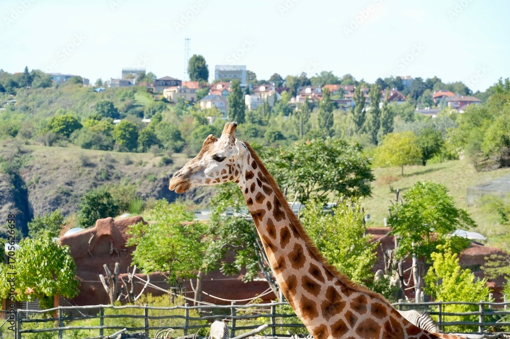 Obraz premium Giraffe in the zoo on the background of the city.