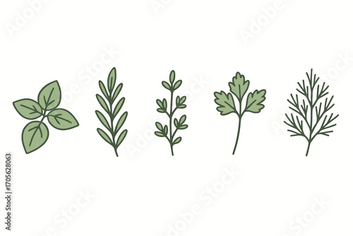 Assortment of fresh green culinary herbs and aromatic spices for cooking and healthy food preparation