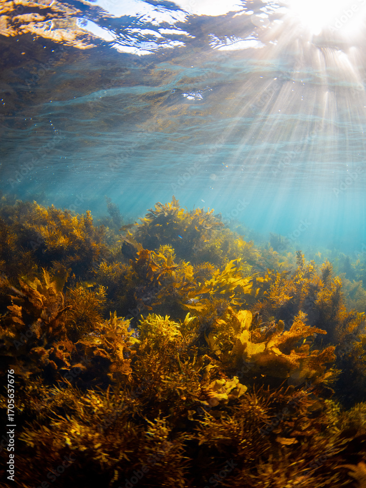 Obraz premium Golden kelp in clear sea water under the sunlight.
