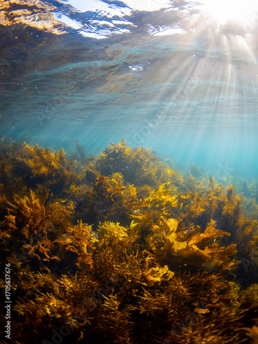 Golden kelp in clear sea water under the sunlight.