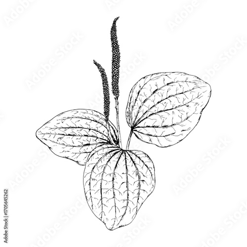 Hand drawn vector illustration of plantain Plantago major with ribbed leaves and tall flowering spikes, detailed botanical line drawing, great for natural medicine, eco prints and apothecary design