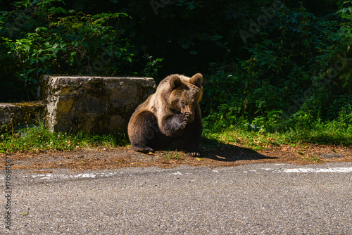 series of photos of a brown bear in the wild near a highway
