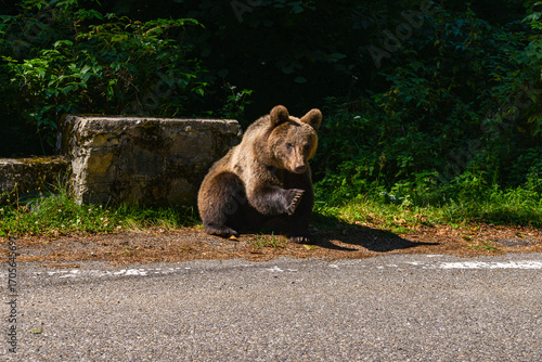 series of photos of a brown bear in the wild near a highway