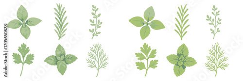 Botanical collection of fresh green culinary herbs and aromatic plants including basil, rosemary, parsley, mint, and oregano