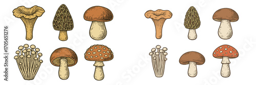 Diverse collection of wild forest mushrooms including chanterelle, morel, boletus, and fly agaric, showcasing various species found in natural woodland environments and suitable for