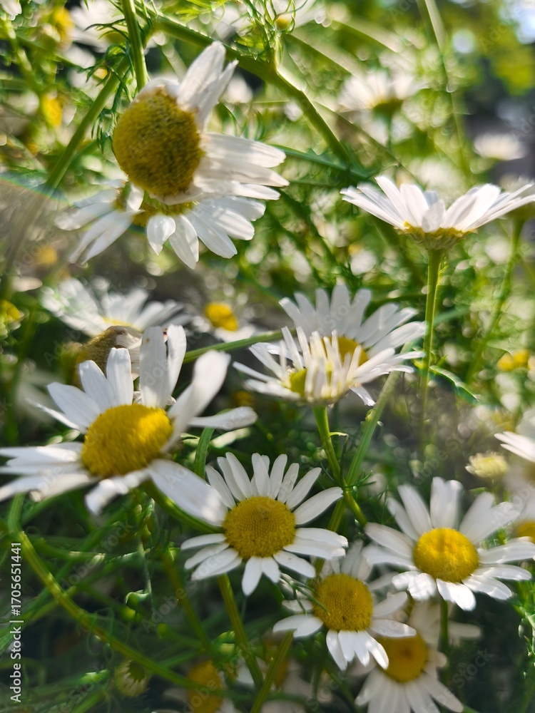 Fototapeta premium beautiful macro cammomile flowers growing in the summer garden among the green leaves and grass