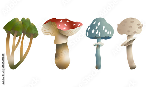 Vector set of wild forest mushrooms – fly agaric, toadstool and edible fungi illustrations isolated on white