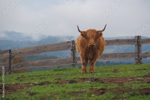 Wallpaper Mural Rogata krowa na tle gór Torontodigital.ca