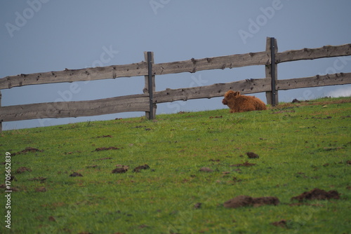 Młody rudy byk odpoczywa przy płocie