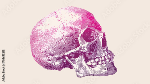 Pink Neon Human Skull in Woodcut Style Vector Art for Design Projects