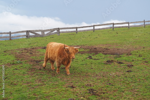 Młody rudy byk w zagrodzie