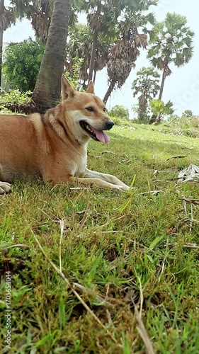A brown dog is lying on the grass, surrounded by palm trees, enjoying a peaceful outdoor moment