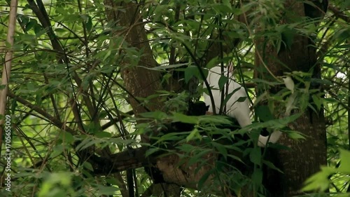 White cat anxious to go down from a tree, showing the candid antics and funny moments of a pet cat