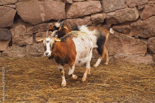 Wallpaper Mural Dwie kózki na farmie Torontodigital.ca