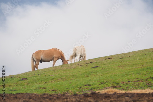 Wallpaper Mural Dwa koni jedzą trawę na tle chmury Torontodigital.ca