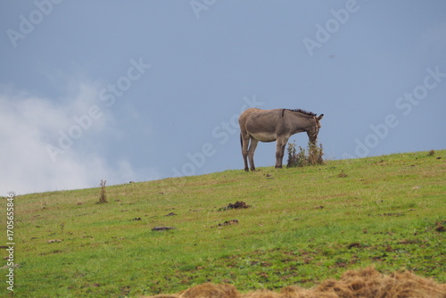 Wallpaper Mural Osioł na tle chmury  Torontodigital.ca