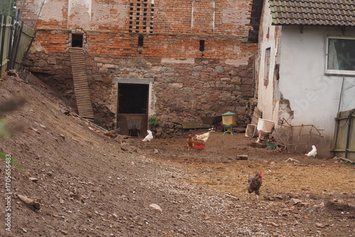 Wallpaper Mural Stare gospodarstwo z kurami Torontodigital.ca