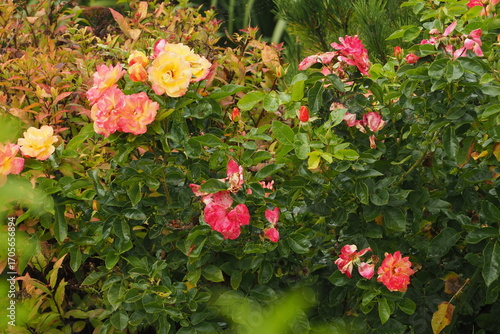 Wallpaper Mural Kolorowe róże na krzaku Torontodigital.ca