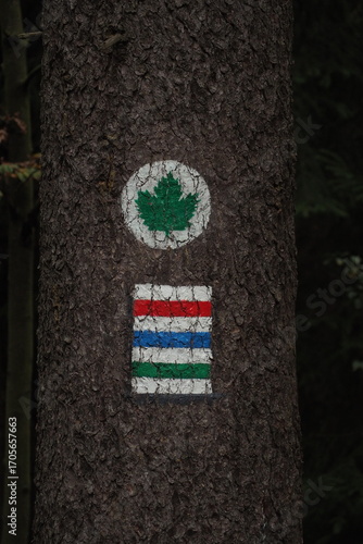 Oznaczenie szlaku turystycznego na drzewie w lesie