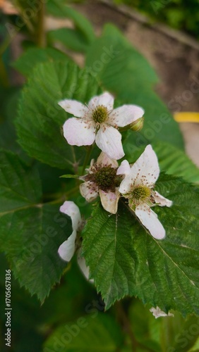 beautiful small white flowers on the fresh blooming strawberry with green leaves in the garden