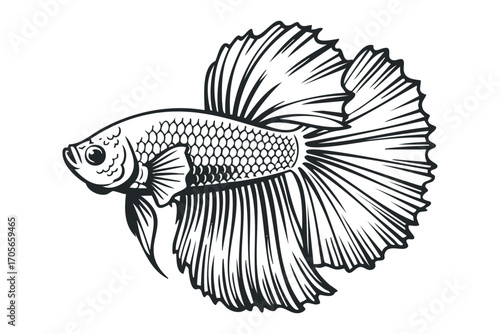 Line art drawing of a Siamese fighting fish with flowing fins on a transparent background. Vector hand drawn illustration