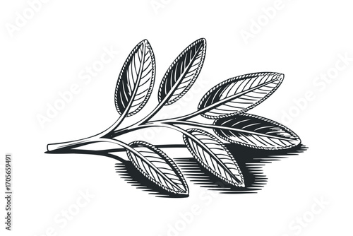 Branch with leaves, a simple graphic element with a hatched shadow. Vector hand drawn illustration