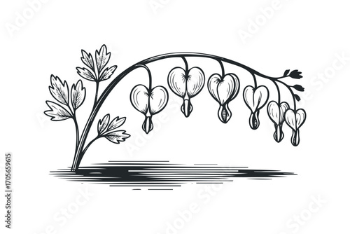 Bleeding heart flowers and leaves sketch on transparent background. Vector hand drawn illustration