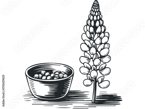Line drawing of a lupine flower next to a bowl of seeds on transparent background. Vector hand drawn illustration