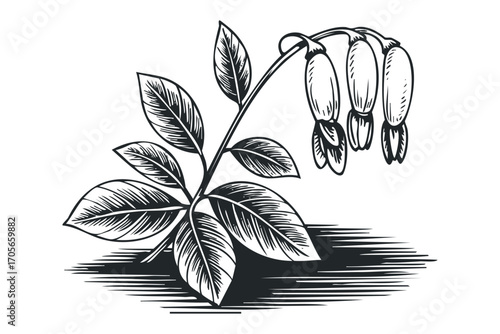 Line drawing of bleeding heart flower with leaves on transparent background. Vector hand drawn illustration