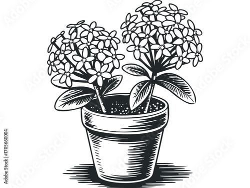Potted flowering plant with multiple blooms and leaves on transparent background. Vector hand drawn illustration