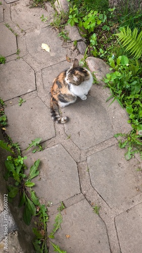 beautiful spotted cat sitting on the stone path in the garden