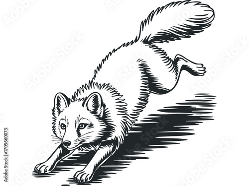 Arctic fox in dynamic pose,. Vector hand drawn illustration