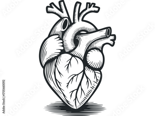 Anatomical Heart Illustration on Transparent Background. Vector hand drawn illustration