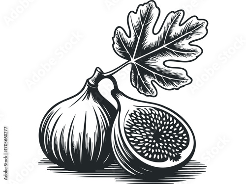 Two ripe figs and a leaf rendered in black and white woodcut style. Vector hand drawn illustration