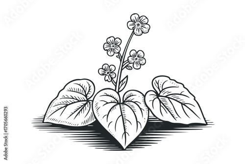 Botanical Drawing of Delicate Flowers with Heart-Shaped Leaves. Vector hand drawn illustration