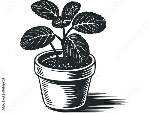 Ink sketch of a potted plant with large leaves and visible soil. Vector hand drawn illustration