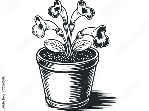Black and white line drawing of flowering plant in pot with soil and shadow. Vector hand drawn illustration