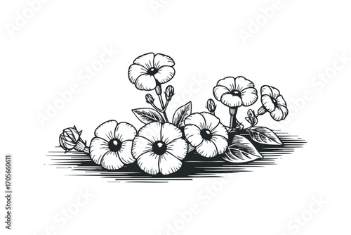 Vintage floral drawing of morning glory flowers and leaves. Vector hand drawn illustration