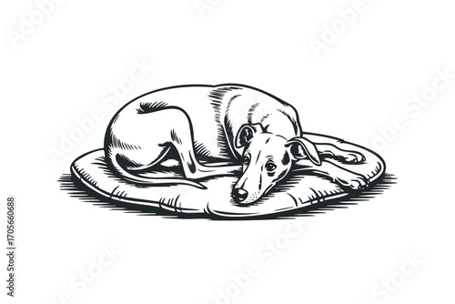 Drawing of a Greyhound Dog Resting on a Cushion. Vector hand drawn illustration