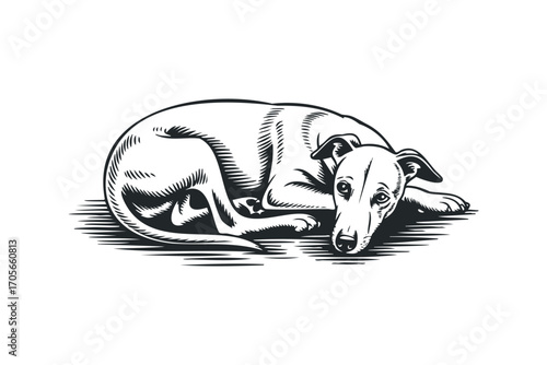 Lying dog etched illustration. Vector hand drawn illustration
